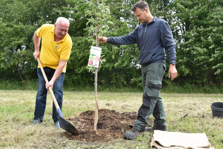 Arbres Tilleuls 1