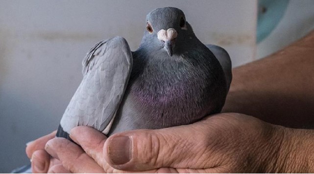 Course aux pigeons 