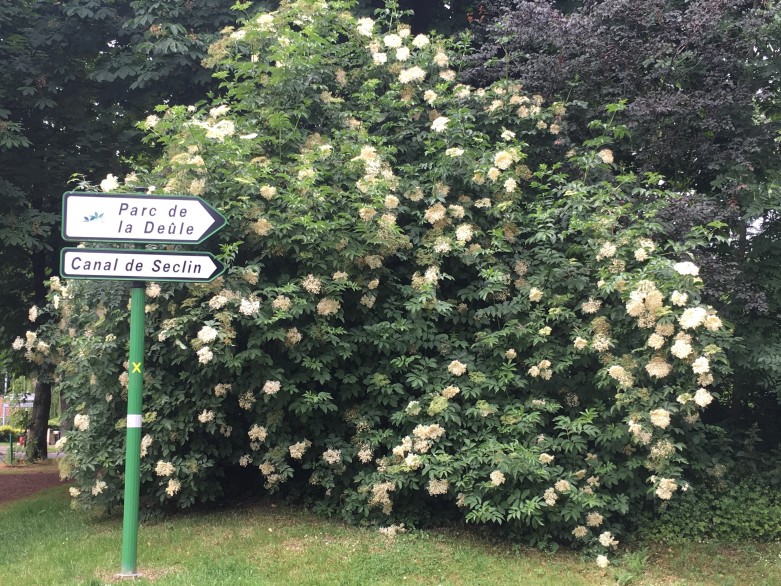 panneau et arbre en fleurs