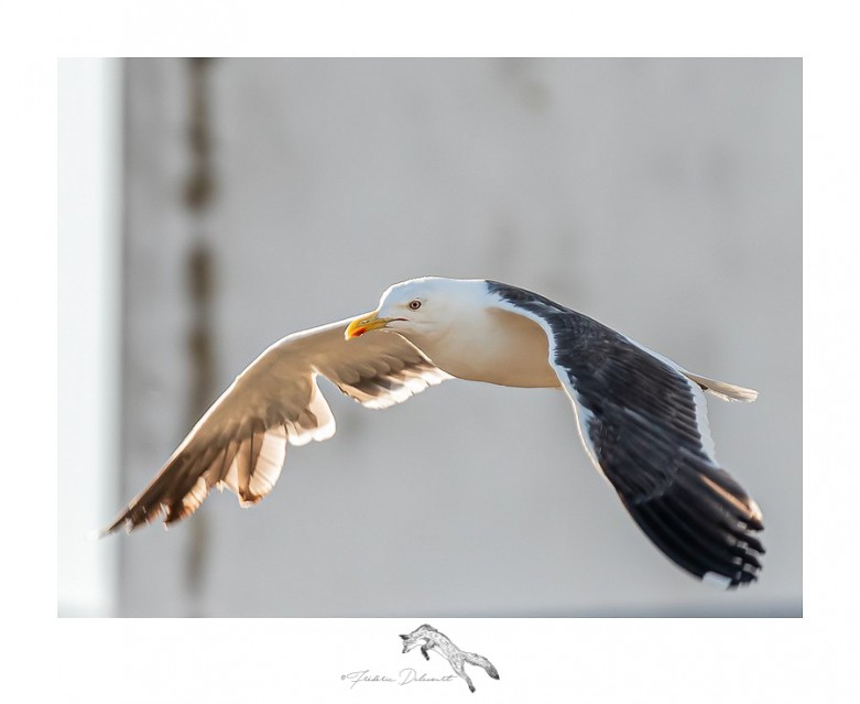 Mouette Frédéric Delecourt